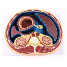 Schematic Cross Section through Thorax (T8)